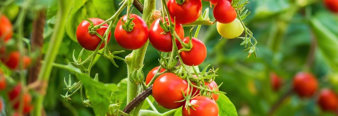 kleine reife Tomaten hängen an Pflanze